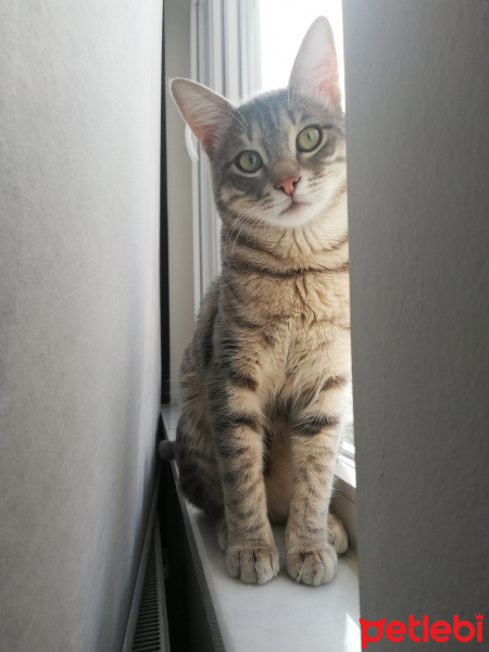 Tekir Kedi, Kedi  Gümüş 11 aylık erkek tekir fotoğrafı