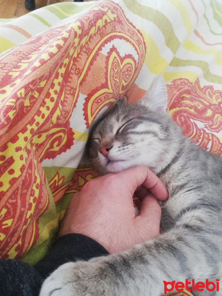 Tekir Kedi, Kedi  Gümüş 11 aylık erkek tekir fotoğrafı