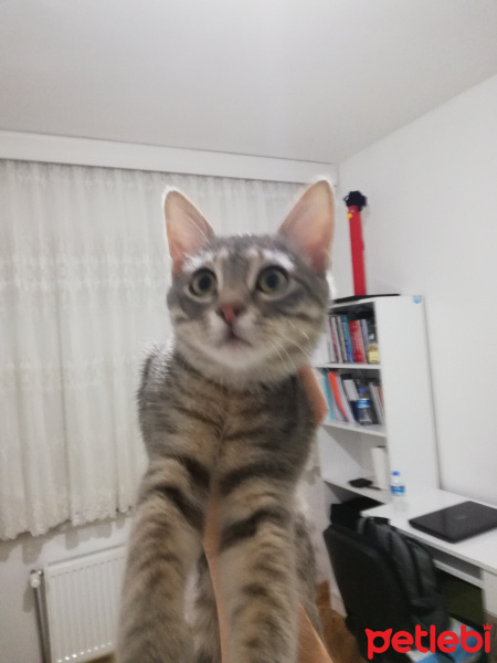 Tekir Kedi, Kedi  Gümüş 11 aylık erkek tekir fotoğrafı