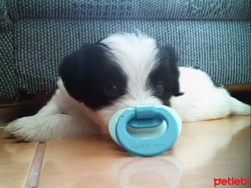 Maltese, Köpek  kıtmir fotoğrafı