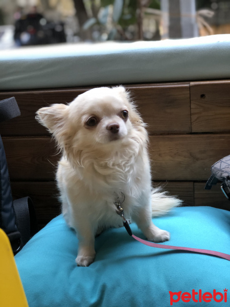 Chihuahua, Köpek  Daisy fotoğrafı