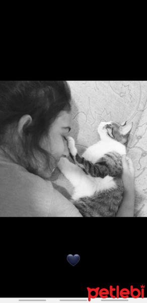 Tekir Kedi, Kedi  Gece fotoğrafı