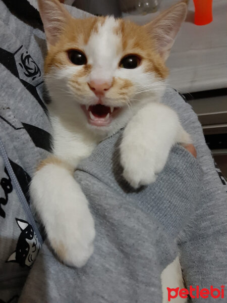 Sarman, Kedi  Tofu fotoğrafı