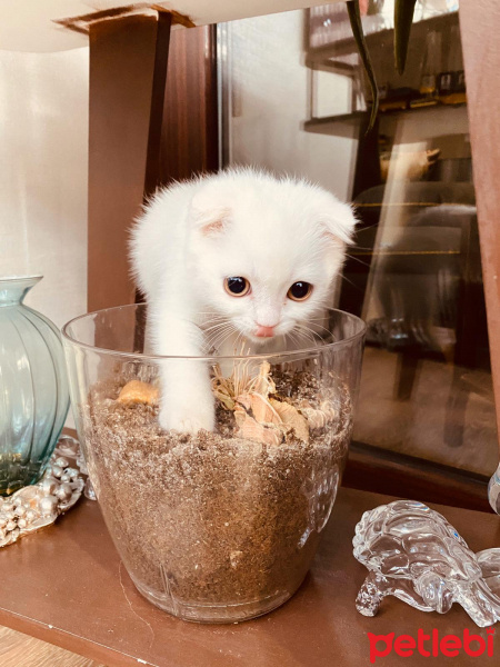 Scottish Fold, Kedi  Alfa fotoğrafı