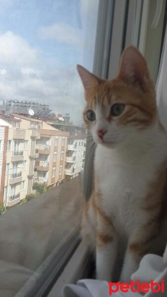 Tekir Kedi, Kedi  Karamel  fotoğrafı