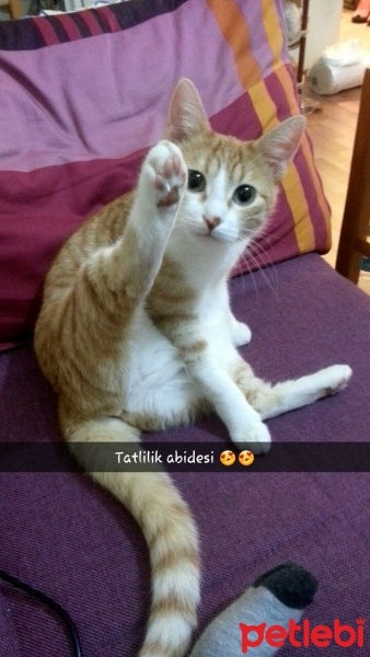 Tekir Kedi, Kedi  Karamel  fotoğrafı