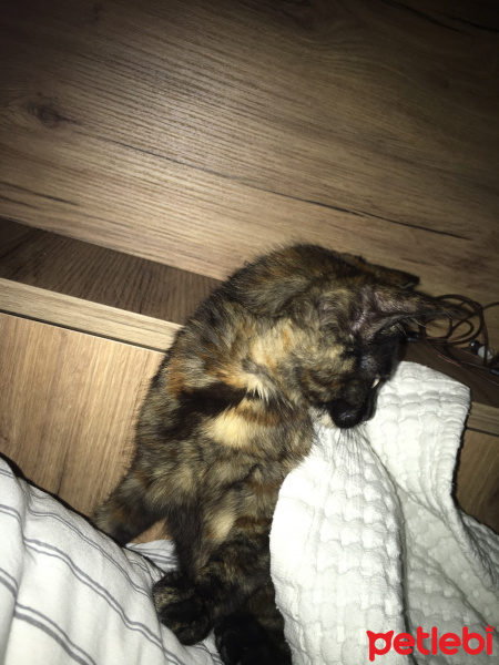 Tekir Kedi, Kedi  Tarçın fotoğrafı