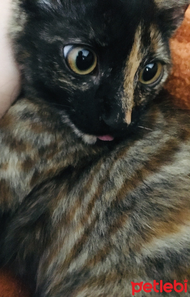 Tekir Kedi, Kedi  Tarçın fotoğrafı