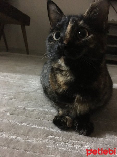 Tekir Kedi, Kedi  Tarçın fotoğrafı