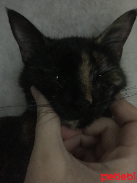 Tekir Kedi, Kedi  Tarçın fotoğrafı