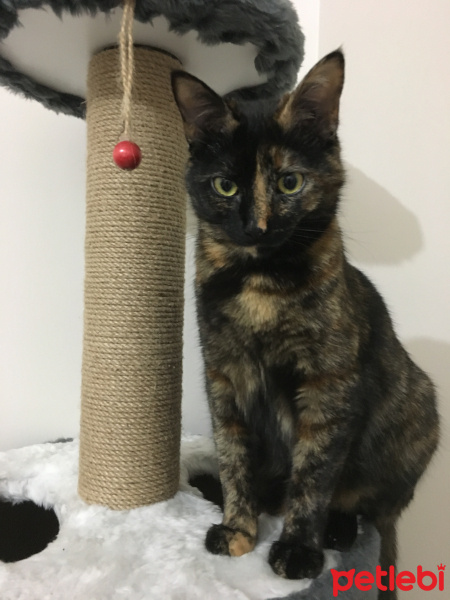 Tekir Kedi, Kedi  Tarçın fotoğrafı
