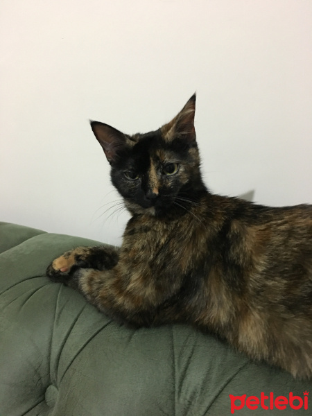 Tekir Kedi, Kedi  Tarçın fotoğrafı