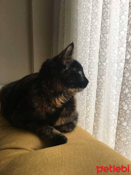 Tekir Kedi, Kedi  Tarçın fotoğrafı