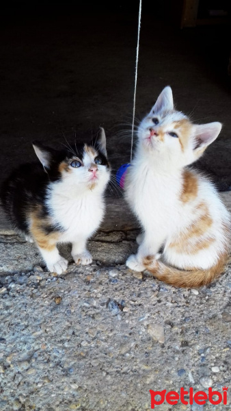 Tekir Kedi, Kedi  Muffin fotoğrafı