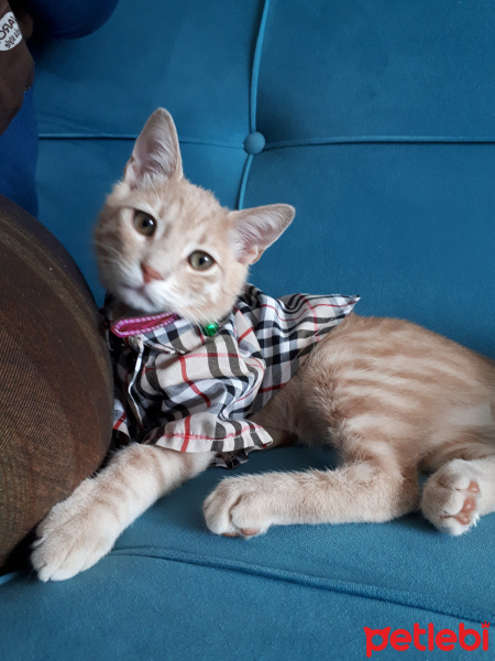 Tekir Kedi, Kedi  Düğme fotoğrafı