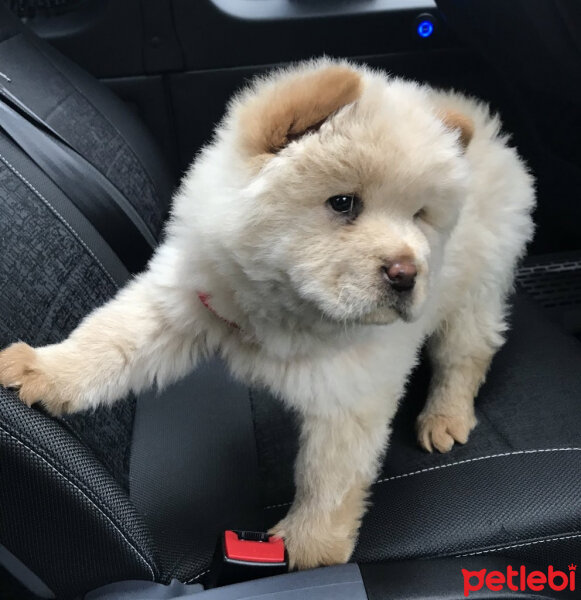 Chow Chow (çin Aslanı), Köpek  Karamel fotoğrafı