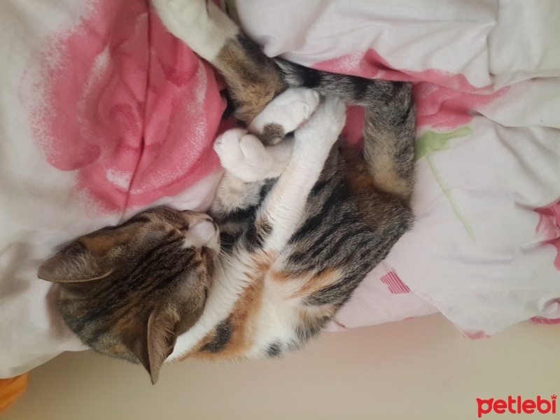 Tekir Kedi, Kedi  Yui fotoğrafı