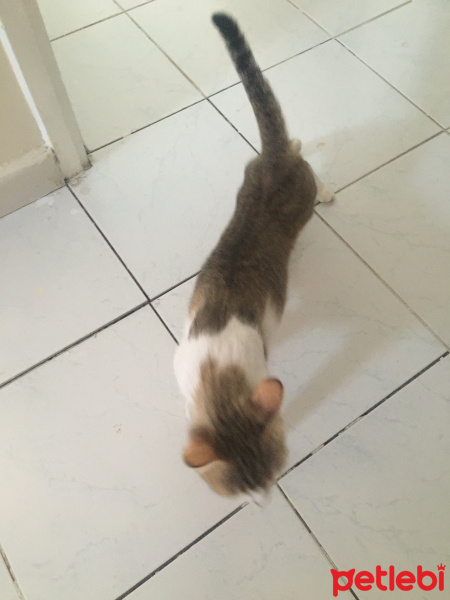 Tekir Kedi, Kedi  Su fotoğrafı