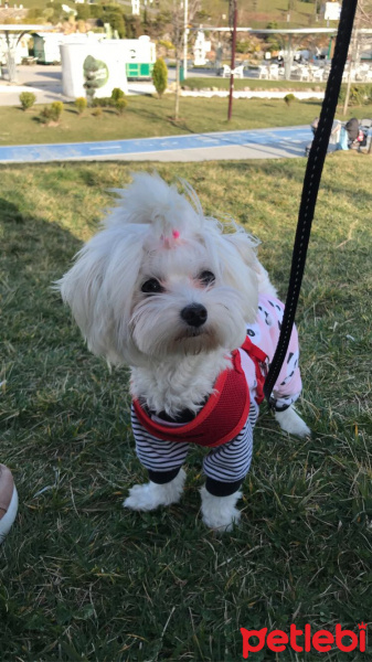 Maltese, Köpek  baileys fotoğrafı
