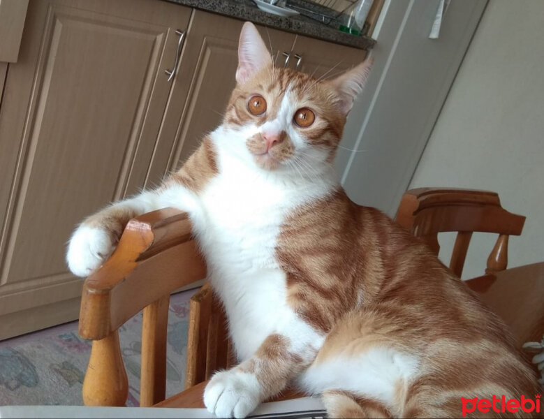 Sarman, Kedi  Poncik fotoğrafı