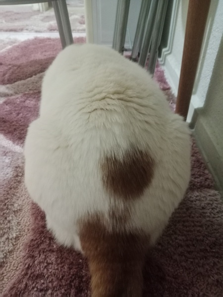 Sarman, Kedi  Poncik fotoğrafı