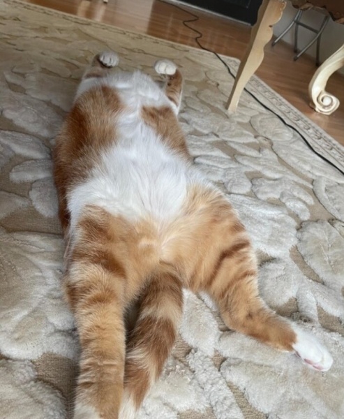 Sarman, Kedi  Poncik fotoğrafı