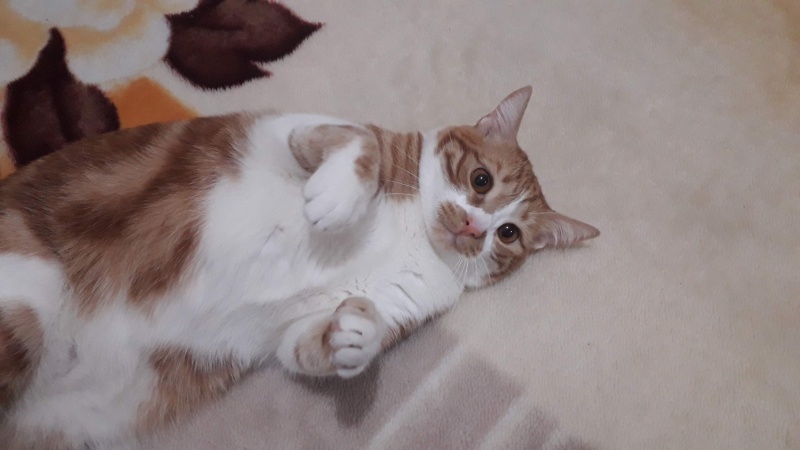 Sarman, Kedi  Poncik fotoğrafı