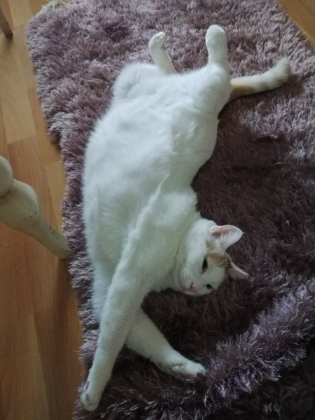 Sarman, Kedi  Poncik fotoğrafı