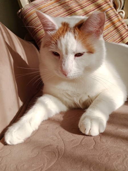 Sarman, Kedi  Poncik fotoğrafı