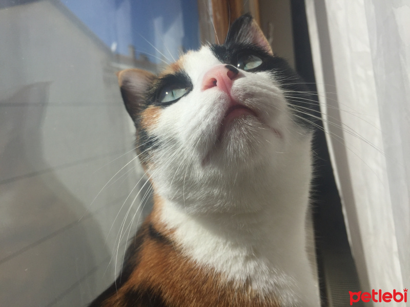 Chinchilla, Kedi  Leblebi fotoğrafı