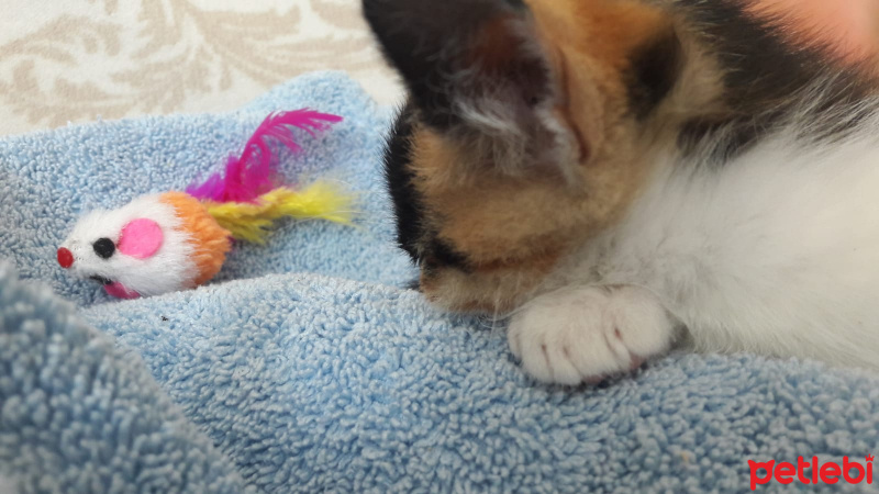 Tekir Kedi, Kedi  luna fotoğrafı