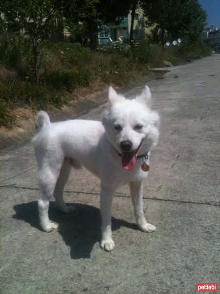 Amerikan Eskimo, Köpek  Akira fotoğrafı