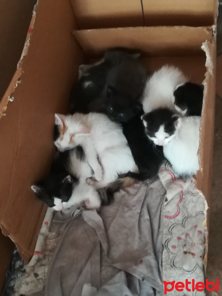 Abyssinian, Kedi  Peti fotoğrafı