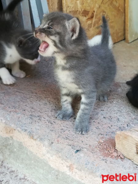 Abyssinian, Kedi  Peti fotoğrafı
