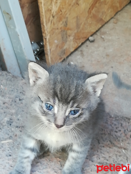 Abyssinian, Kedi  Peti fotoğrafı