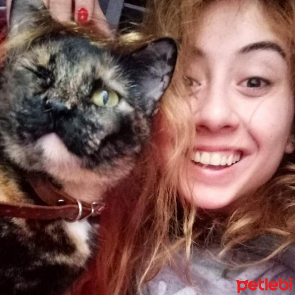 Tekir Kedi, Kedi  Heidi fotoğrafı