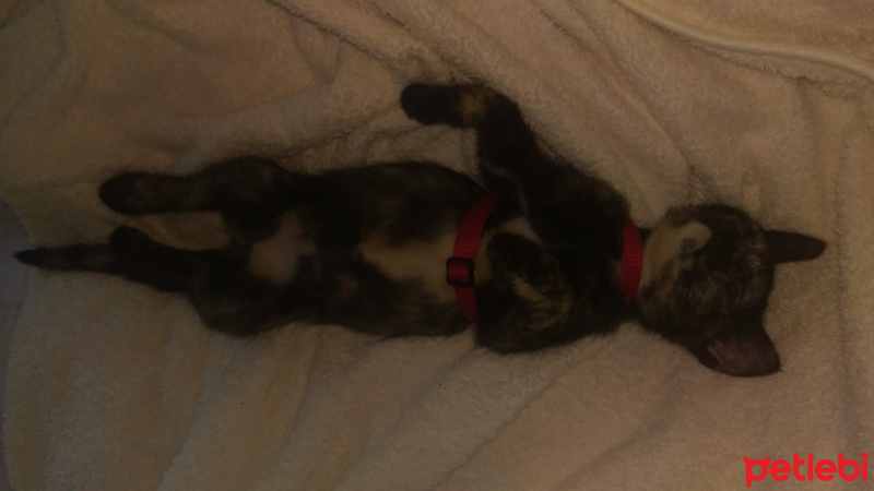 Tekir Kedi, Kedi  Heidi fotoğrafı