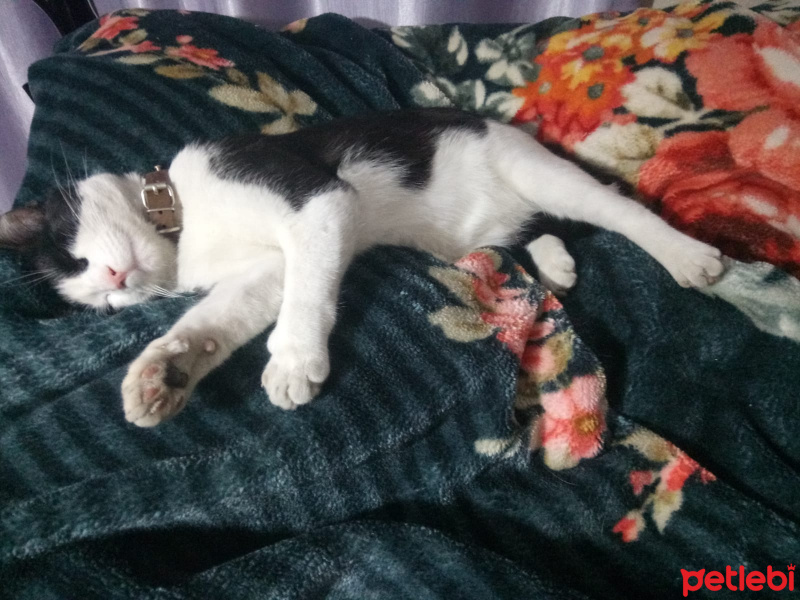 Tekir Kedi, Kedi  Kahroş fotoğrafı