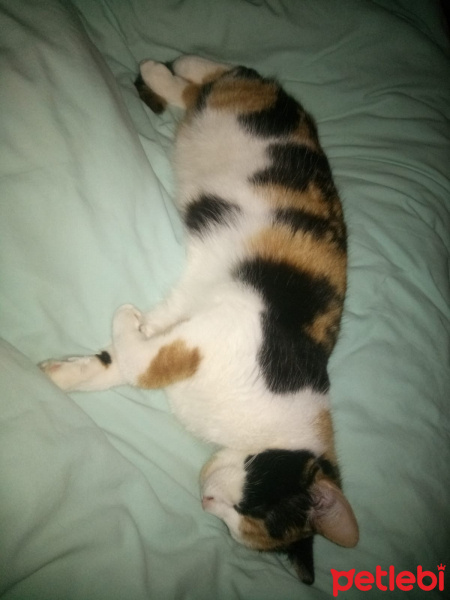 Tekir Kedi, Kedi  Prenses fotoğrafı