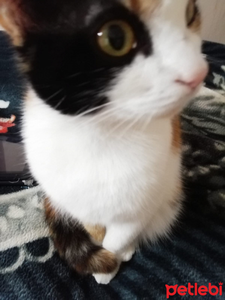 Tekir Kedi, Kedi  Prenses fotoğrafı