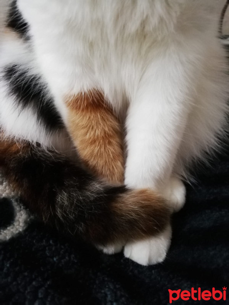 Tekir Kedi, Kedi  Prenses fotoğrafı