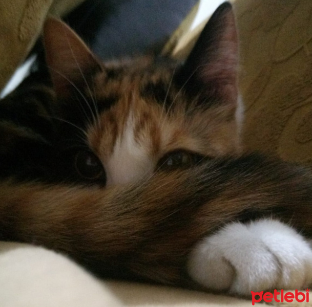 Tekir Kedi, Kedi  Prenses fotoğrafı