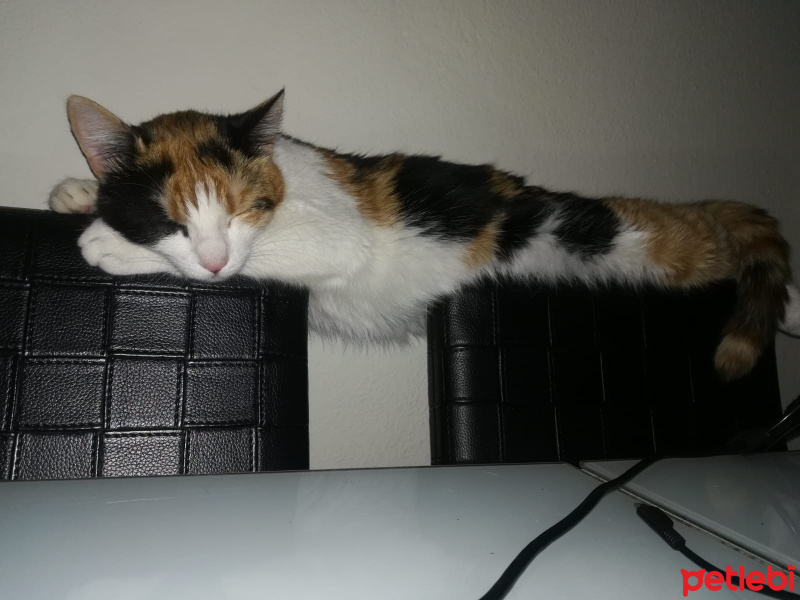 Tekir Kedi, Kedi  Prenses fotoğrafı