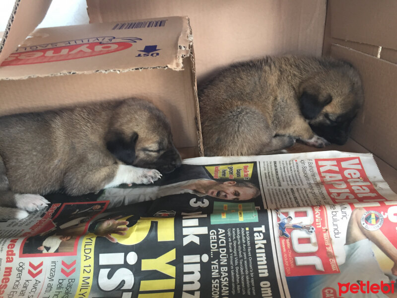 Kangal, Köpek  ŞİLA VE MAYA fotoğrafı