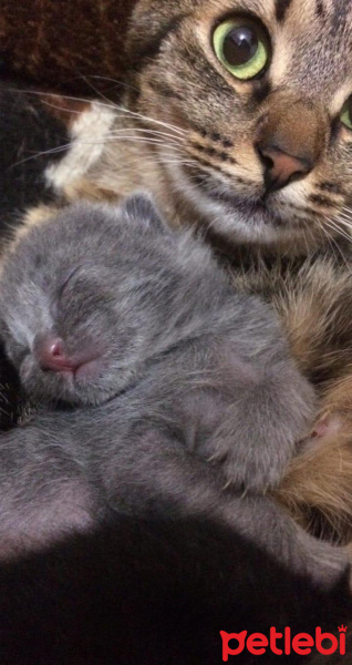 İran Kedisi (Persian), Kedi  Desi fotoğrafı