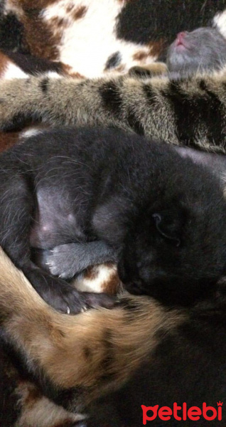 İran Kedisi (Persian), Kedi  Desi fotoğrafı