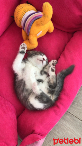 Tekir Kedi, Kedi  Bihter fotoğrafı