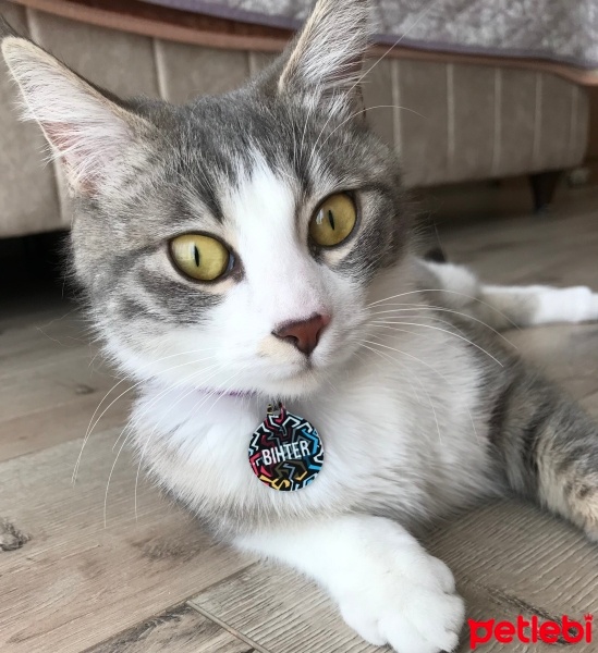 Tekir Kedi, Kedi  Bihter fotoğrafı