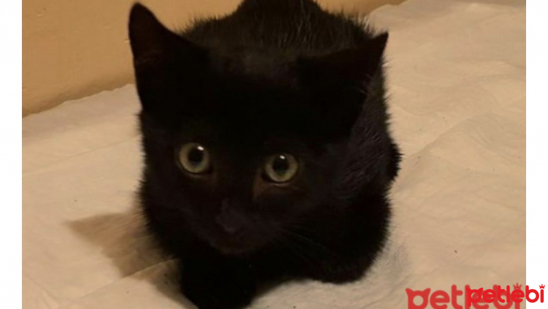 Bombay, Kedi  Afrodit fotoğrafı