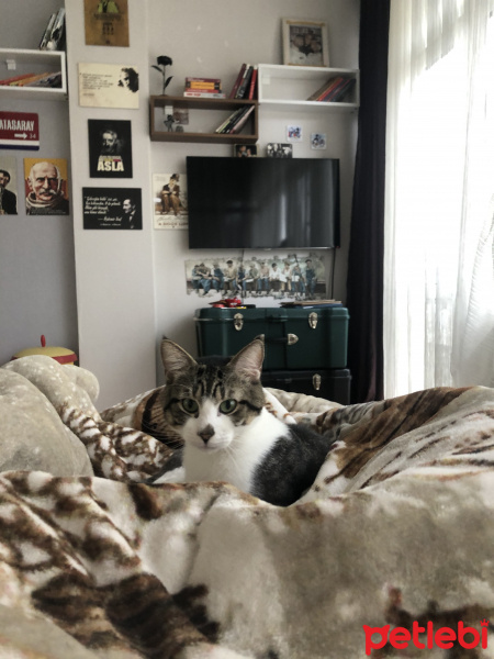 Tekir Kedi, Kedi  Haydut fotoğrafı